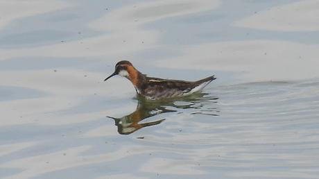 Un Encuentro en Mývatn: El Falaropo Picofino Un Encuentro en Mývatn: El Falaropo Picofino