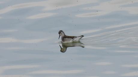 Un Encuentro en Mývatn: El Falaropo Picofino Un Encuentro en Mývatn: El Falaropo Picofino