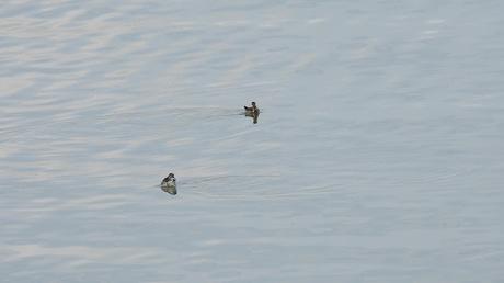 Un Encuentro en Mývatn: El Falaropo Picofino Un Encuentro en Mývatn: El Falaropo Picofino