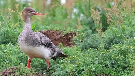Serretas Medianas en Islandia Serretas Medianas en Islandia