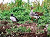 Serretas Medianas Islandia
