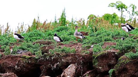 Serretas Medianas en Islandia Serretas Medianas en Islandia