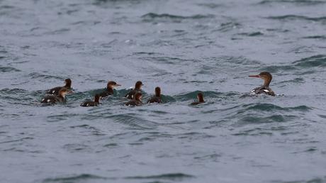 Serretas Medianas en Islandia Serretas Medianas en Islandia