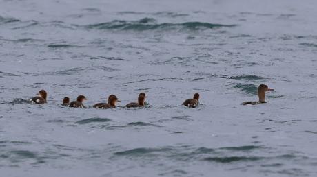 Serretas Medianas en Islandia Serretas Medianas en Islandia