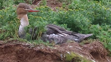 Serretas Medianas en Islandia Serretas Medianas en Islandia