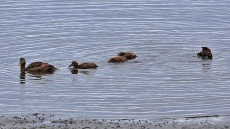 Eider común hembra con sus crías Eider común hembra con sus crías