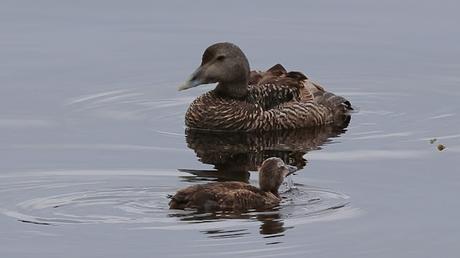 Eider común hembra con sus crías Eider común hembra con sus crías