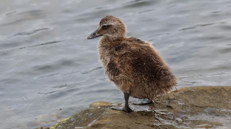 Eider común hembra con sus crías Eider común hembra con sus crías