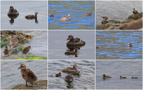 Eider común hembra con sus crías Eider común hembra con sus crías