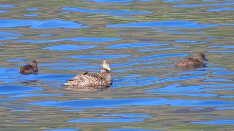 Eider común hembra con sus crías Eider común hembra con sus crías