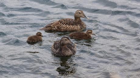Eider común hembra con sus crías Eider común hembra con sus crías