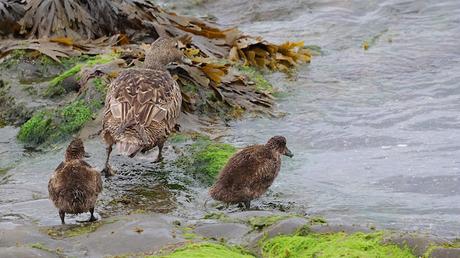 Eider común hembra con sus crías Eider común hembra con sus crías
