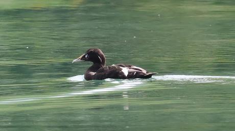 Eider ♂ en plumaje de eclipse: discreción estival en las costas de Islandia Eider ♂ en plumaje de eclipse: discreción estival en las costas de Islandia