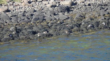Eider ♂ en plumaje de eclipse: discreción estival en las costas de Islandia Eider ♂ en plumaje de eclipse: discreción estival en las costas de Islandia