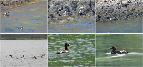 Eider ♂ en plumaje de eclipse: discreción estival en las costas de Islandia Eider ♂ en plumaje de eclipse: discreción estival en las costas de Islandia