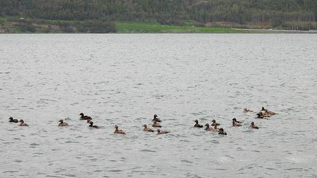 Eider ♂ en plumaje de eclipse: discreción estival en las costas de Islandia Eider ♂ en plumaje de eclipse: discreción estival en las costas de Islandia