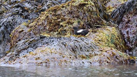 Arao aliblanco con plumaje reproductivo Arao aliblanco con plumaje reproductivo