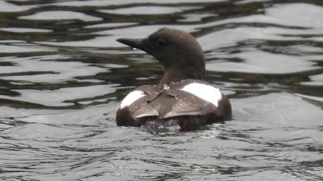 Arao aliblanco con plumaje reproductivo Arao aliblanco con plumaje reproductivo