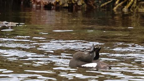 Arao aliblanco con plumaje reproductivo Arao aliblanco con plumaje reproductivo