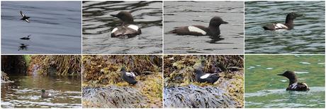 Arao aliblanco con plumaje reproductivo Arao aliblanco con plumaje reproductivo