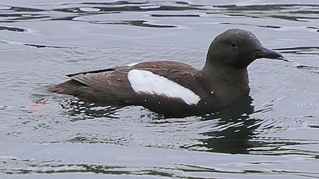 Arao aliblanco con plumaje reproductivo Arao aliblanco con plumaje reproductivo