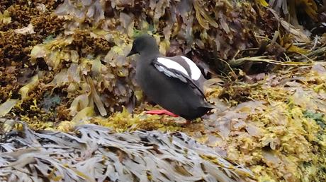 Arao aliblanco con plumaje reproductivo Arao aliblanco con plumaje reproductivo