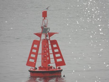 Arao aliblanco con plumaje reproductivo Arao aliblanco con plumaje reproductivo