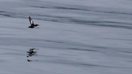 Arao aliblanco con plumaje reproductivo Arao aliblanco con plumaje reproductivo