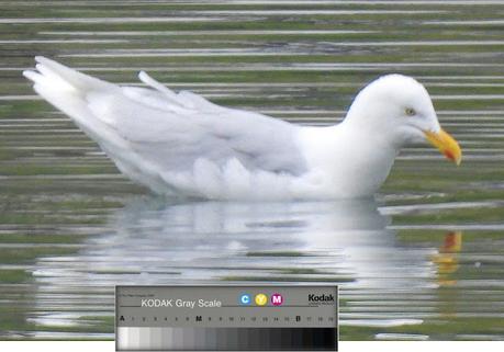 Gavión Hiperbóreo en los Fiordos del Oeste, Islandia Gavión Hiperbóreo en los Fiordos del Oeste, Islandia