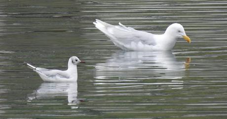 Gavión Hiperbóreo en los Fiordos del Oeste, Islandia Gavión Hiperbóreo en los Fiordos del Oeste, Islandia
