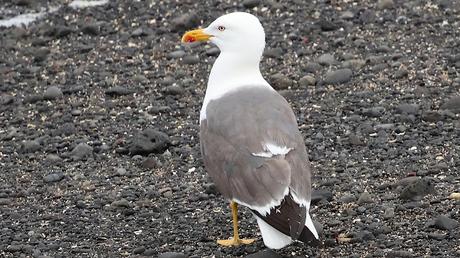 Larus fuscus graellsii, Larus fuscus graellsii,