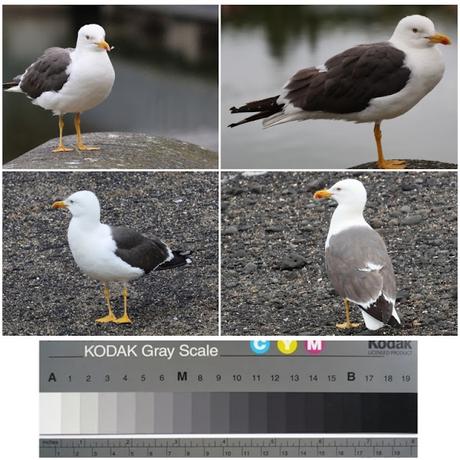 Larus fuscus graellsii, Larus fuscus graellsii,