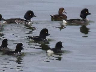Porrones moñudos en el lago Mývatn Porrones moñudos en el lago Mývatn