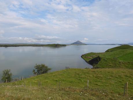 Porrones moñudos en el lago Mývatn Porrones moñudos en el lago Mývatn