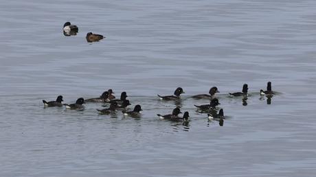 Porrones moñudos en el lago Mývatn Porrones moñudos en el lago Mývatn