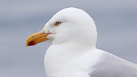 Gaviota argéntea Gaviota argéntea