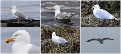 Gaviota argéntea Gaviota argéntea