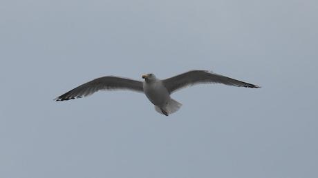 Gaviota argéntea Gaviota argéntea