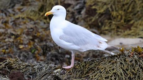 Gaviota argéntea Gaviota argéntea