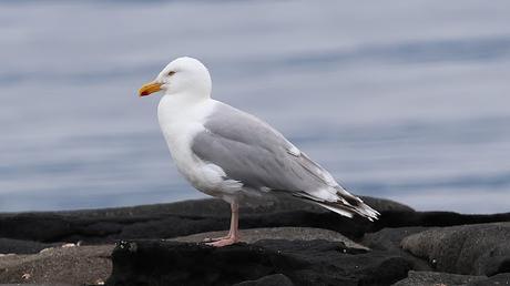 Gaviota argéntea Gaviota argéntea