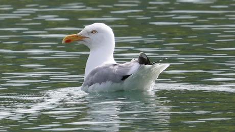 Gaviota argéntea Gaviota argéntea