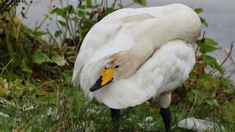 Cisnes Cantores Cisnes Cantores