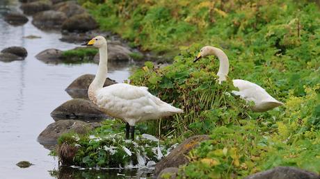Cisnes Cantores Cisnes Cantores