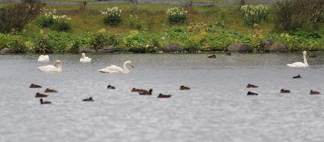 Cisnes Cantores Cisnes Cantores