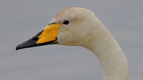 Cisnes Cantores Cisnes Cantores