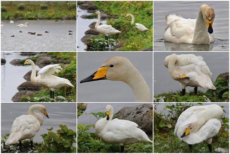 Cisnes Cantores Cisnes Cantores