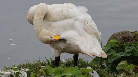 Cisnes Cantores Cisnes Cantores