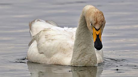Cisnes Cantores Cisnes Cantores