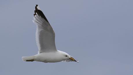 Gaviota cana la elegancia alada Gaviota cana la elegancia alada