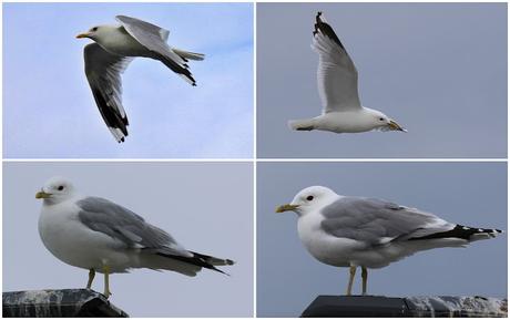 Gaviota cana la elegancia alada Gaviota cana la elegancia alada